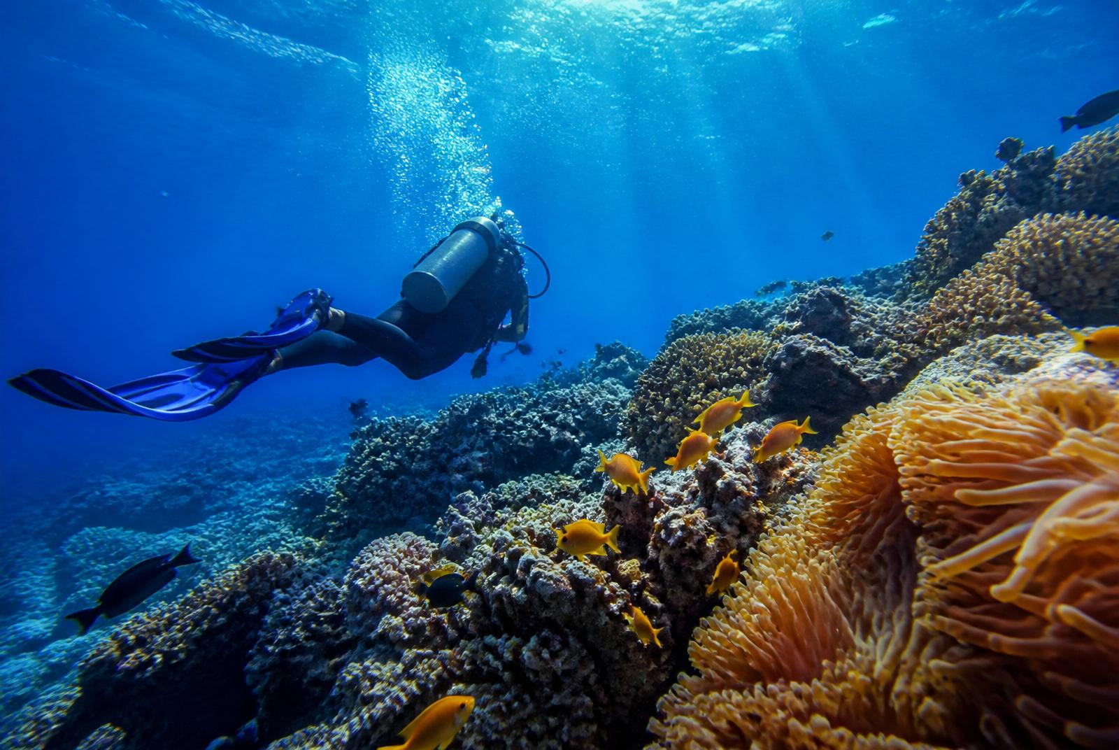 Scuba diver exploring colourful coral reef and marine life at Netrani Island