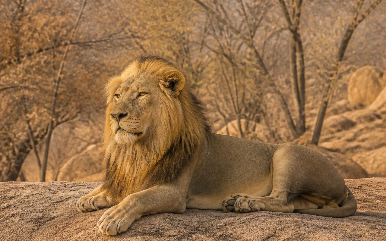 Indian lion resting on a rocky outcrop at Bannerghatta National Park safari