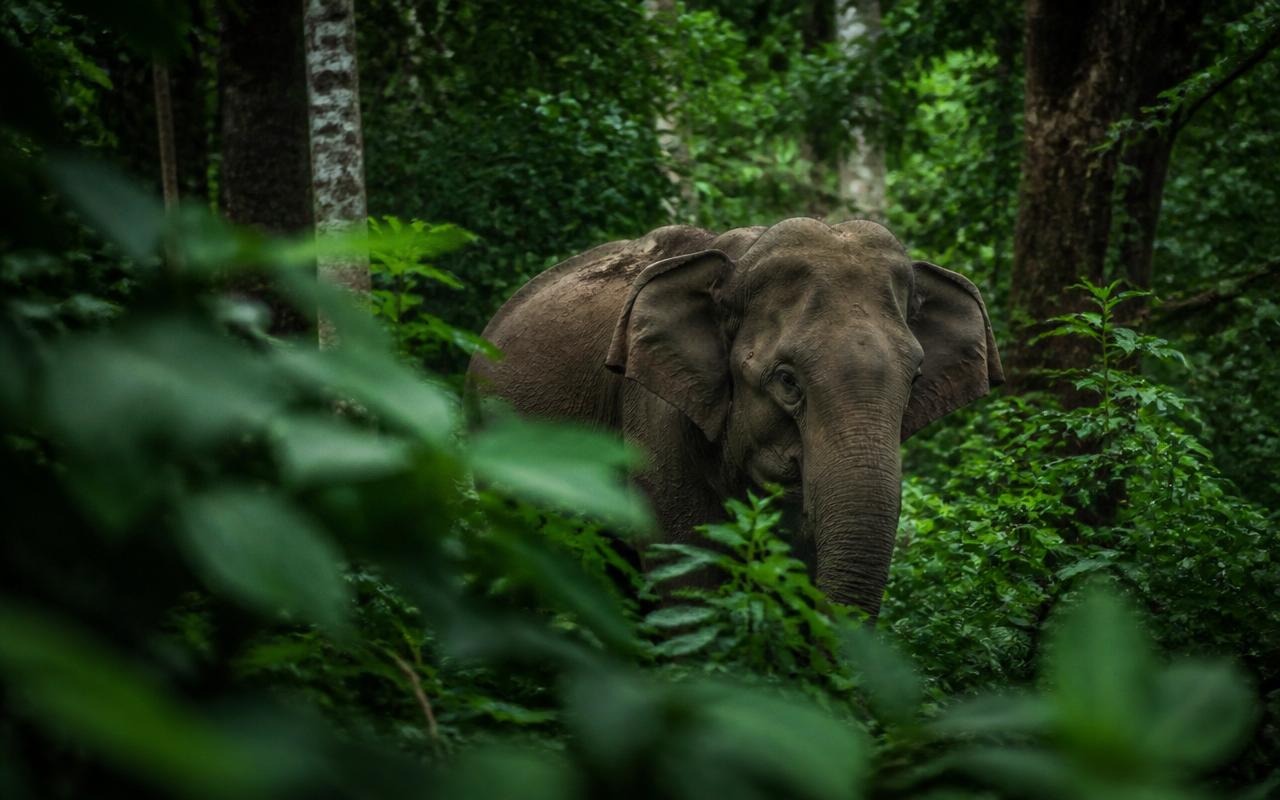 Wild elephant partially hidden in dense tropical foliage at Muthanga Wildlife Sanctuary